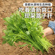 密農人家新鮮蒿子稈 農家小葉菜 火鍋食材 小葉茼蒿 蒿子桿 新鮮蔬菜300g