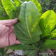 進(jìn)口將軍菊苣種子大葉多年生四節(jié)牧草喂豬牛羊魚(yú)雞鴨鵝兔牧草種籽 大葉將軍菊苣草籽【進(jìn)口多年生】 1斤凈籽【優(yōu)選正品】