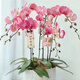 蝴蝶蘭花苗帶花劍盆栽蘭花大苗客廳室內(nèi)植物花卉四季好養(yǎng)活不帶花 橙心美人 5年帶花劍發(fā)貨