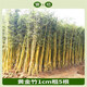 晨筑紫竹苗竹子苗庭院盆栽矮化紫竹樹(shù)苗四季種植名貴品種黃金竹四季竹 【黃金竹子】5棵  粗1.0厘米 不含盆