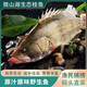 漁水依微山湖漁民野捕桂魚新鮮活魚現(xiàn)殺原生態(tài)鱖魚季花桂花鰲花魚淡水魚 野生鱖魚活魚現(xiàn)殺（損耗15%） 2斤/條