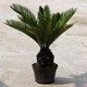 御春閣 鐵樹(shù)苗 四季常青 耐寒 鐵樹(shù)盆景盆栽苗子四季常青 蘇鐵樹(shù)苗好養 9厘米球徑