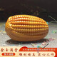 小木緣生 太行崖柏玉米文玩手把件金玉滿堂隨身盤玩紅油陳化料木雕