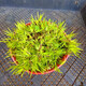 碧候蘭園微型盆景金錢菖蒲苗黃金姬虎須隨手香苗綠植水培迷你小盆栽蘭花草 1盆小老樁剃頭大黃金姬/5年苗