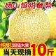 爾蝶安徽碭山梨酥梨新鮮梨現(xiàn)摘現(xiàn)發(fā)新鮮水果梨子雪梨脆甜大果整箱 精選9斤裝 凈重8.5斤