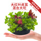 瘋狂水草（FKSC）魚缸水草真水草凈化底部水草坨草水榕皇冠草趴地矮珍珠直接入缸 大紅葉虎耳混合大坨