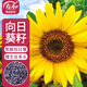 壽禾向日葵種子苗觀(guān)賞矮桿花卉種籽盆栽種 壽藝笑臉向日葵種子300粒