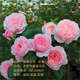 多花薔薇花苗藤本月季大花濃香庭院爬藤植物花卉盆栽陽臺(tái)玫瑰四季 瑞典女王 四季開花 大花 精品大苗1.2-1.3米高當(dāng)年開花