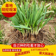 新韭菜根紅蔥頭盆栽 韭菜苗 蔥苗  紫根韭菜  紅根 寬葉韭菜根 香韭 蔬菜苗 寬葉韭菜60顆