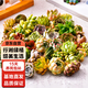 行湘多肉植物盆栽綠植  多肉30顆不重復(fù)+陶土塑料盆+椰磚土 源頭直發(fā)