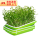 匠心綻放水培菜套裝-快速生長(cháng)豌豆白蘿卜種子長(cháng)方形盤(pán)源頭直發(fā)包郵10120