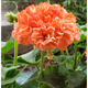 大花天竺葵花苗重瓣花卉庭院陽(yáng)臺四季盆栽花期帶花苞發(fā)貨 #10號色 天竺葵苗1顆