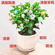 姒桀新品混搭茉莉花盆栽驅蚊驅蟲(chóng)四季開(kāi)花室內陽(yáng)臺多色綠植物花卉 新品十色【四季開(kāi)花】