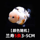 金魚（Jinyu）【精品高質(zhì)】蘭壽金魚淡水錦鯉觀賞魚國粹耐活好養(yǎng) 蘭壽5條3-5CM【顏色隨機】