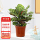 花行榜 孔雀竹芋盆栽植物辦公室內(nèi)花卉綠植 孔雀竹芋+加侖盆源頭直發(fā)