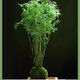 水培米竹盆栽室內植物小葉綠植矮化竹子苗辦公桌面觀(guān)賞鳳尾竹盆景 米竹矮化盆景款30-40厘米30棵連體苗
