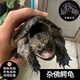 茶巷友名 北美小鱷龜雜佛鱷龜苗活體寵物小烏龜活潑外塘兇猛食用健康幼苗 雜佛鱷龜(6-7cm)(精心挑選) 1只(單身貴族)(孤獨膽小)