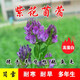 簡(jiǎn)雪進(jìn)口牧草種子四季多年生魚(yú)草耐寒抗旱喂養雞鴨鵝豬牛羊魚(yú)兔草籽孑 紫花苜蓿種子1斤