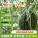 老宋 北京大興龐各莊小西瓜l600 水果袖珍西瓜新鮮水果2個裝總重3.5kg-4kg