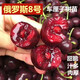 言清【買(mǎi)2送1】嫁接車(chē)厘子樹(shù)苗櫻桃樹(shù)苗南北方庭院陽(yáng)臺盆栽地栽果樹(shù)苗 抗寒俄羅斯8號 八年大苗粗3公分帶分枝