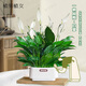 植男植女一帆風(fēng)順年宵花卉綠植盆栽白掌室內(nèi)好養(yǎng)凈化空氣美化環(huán)境源頭直發(fā)