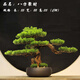 一木代傳 仿真盆景迎客松綠植禪意擺件新中式創(chuàng)意家居裝飾品開業(yè)喬遷禮物 八方聚財(cái)-迎客松