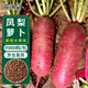 花沃里 鳳梨蘿卜種子10g約800粒 蔬菜種子水果蘿卜秋冬季大白菜籽紅蘿卜