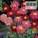 萌蘊（MengYun）除蟲(chóng)菊種子驅蚊草驅蟲(chóng)菊防蚊驅蚊花多年生花種籽子盆栽花卉花種子 除蟲(chóng)菊50克
