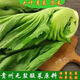 聞綺新鮮芥菜大葉青菜大苦菜農家自種沖菜農家自種新鮮蔬菜卷心2500g