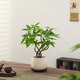 八芽盆栽發(fā)財(cái)樹植物室內(nèi)禪意招財(cái)樹盆景辦公室桌面綠植源頭直發(fā)包郵 五福發(fā)財(cái)樹-雪梨盆-紫砂托盤 含盆