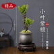 臨雅小葉紫檀盆景綠植樹(shù)苗盆栽辦公室內客廳桌面老樁植物四季好養花卉 小葉紫檀（黑骨茶）+紫砂盆+塑托