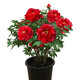 涵山菏澤觀(guān)賞牡丹花苗盆栽庭院花卉洛陽(yáng)牡丹樹(shù)苗室內外陽(yáng)臺重瓣大花 18中國紅 4到6分支