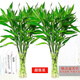 中夢大葉竹水培養(yǎng)植物花卉綠植室內(nèi)好養(yǎng)竹子富貴竹水養(yǎng)帶根鮮花發(fā)財樹 富貴竹65-75厘米20棵