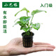 AIPHAROW魚缸中后景綠菊坨草活體淡水懶人造景蜈蚣草造景植物綠宮廷坨草 小巴榕1杯體驗(yàn)裝
