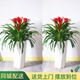 仙植緣【2小時同城配送】發(fā)財樹盆栽天堂鳥龜背竹大型綠植開業(yè)喬遷植物 |約1米|一對三株鴻運當頭|白瓷盆 專車送貨 更快更好