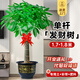 臨雅發(fā)財樹(shù)綠植物客廳盆栽大棵室內擺大型步步高招財樹(shù)辦公室喬遷開(kāi)業(yè) 獨桿發(fā)財樹(shù)1.7-1.8米+福字盆