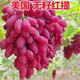 純甜無(wú)籽美國紅提葡萄樹(shù)苗南方北方種植抗寒盆栽地栽庭院果樹(shù)苗 美國紅提包品種+寳成活+包結果 5年苗【結果苗】好成活