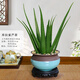 錦楓（jinfeng）蘆薈盆栽可食用庫拉索蘆薈四季常綠植物室內好養(yǎng)凈化空氣綠植 大號圓形哥窯天青盆庫拉索蘆薈+1 帶盆栽好