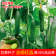 摘不敗水果黃瓜種子 小康村黃瓜種子 口感好品質(zhì)好清香味濃品質(zhì)優(yōu) 全雌水果黃瓜約50粒()