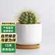 泰西絲金琥仙人掌球多肉植物盆栽綠植小盆栽 金琥+白瓷盆含托 源頭直發(fā)
