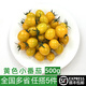 綠食者黃色小番茄500g 夏日陽(yáng)光番茄小西紅柿新鮮水果蔬菜沙拉食材