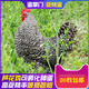 汶上蘆花雞種蛋受精蛋可孵化小雞高產(chǎn)珍禽新鮮散養土雞蛋20枚起發(fā) 1枚