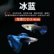 卡奇魚 孔雀魚 鳳尾魚 胎生魚 熱帶觀賞魚淡水活體魚小型魚純種好養(yǎng)易活 冰蘭孔雀魚1對