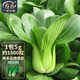 壽禾油菜種子矮腳上海青梗菜蔬菜小白菜快菜秋季壽光蔬種籽四季青菜 濰豐上海青種子5g約1500粒
