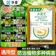 華星80%多菌靈清果樹(shù)蔬菜花藥草坪植物菌核病葉褐斑病農藥廣譜殺菌劑