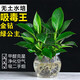 愛(ài)你一萬(wàn)年金鉆盆栽植物綠蘿籮水培綠植發(fā)財(cái)樹(shù)花卉多肉辦公室內(nèi)去吸除異味 金鉆23cm左右3棵(冬瓜瓶)+營(yíng)養(yǎng)液