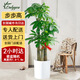 Only you【兩小時達】發(fā)財樹大型綠植花卉室內(nèi)客廳辦公室開業(yè)開業(yè)喬遷送禮 步步高發(fā)財樹