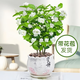茉莉花盆栽 · 濃香型花卉 陽(yáng)臺室內綠植盆栽 辦公室花卉綠植 茉莉花8棵【帶花苞】+堅持瓷盆 濃香型