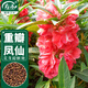 壽禾 重瓣鳳仙花種子種苗觀(guān)賞花卉種籽 濰育重瓣鳳仙花種子5g約500粒