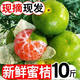 爾蝶云南蜜桔橘子10斤高山青皮酸桔子應(yīng)季時(shí)令水果孕婦生鮮整箱批發(fā) 精選9斤裝 凈重8.5斤